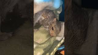 Milty the Rescued Baby Squirrel Knows His Name?