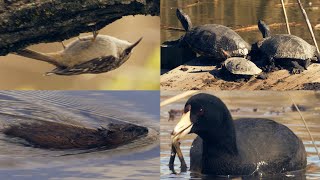 Closeup Footage of Pennsylvania Wildlife (Filmed at John Heinz National Wildlife Refuge)