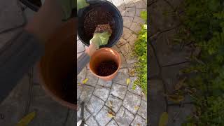 Adding tender plants indoor for the winter Music: BarefootMusician: Summer Soul