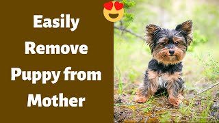 How to Easily Remove your Puppy from his or her Mother?