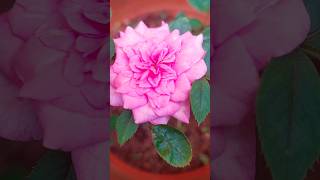 Rose | Pink Roses| mygarden| Gardening| plantlove