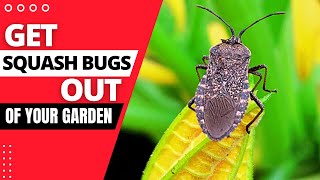 How to Get Rid of Squash Bugs in the Garden (Natural Ways)