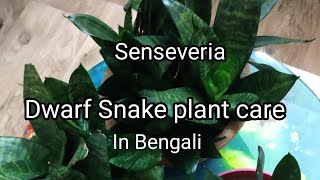 Dwarf Senseveria/Snake plant care & propagation in bengali.