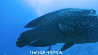 팔라우 블루코너 다이빙 palau diving blue corner #팔라우다이빙 #블루코너 #나폴레옹피쉬