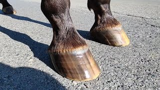 Farrier ASMR - Full horse hoof trimming restoration