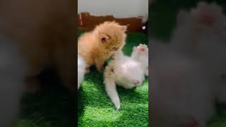 cute cats playing #shorts