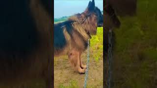 XL-Long Coat German Shepherd😳 #subscribe #germanshepherd #natgeo  #natgeowild  #viralvideo #dog