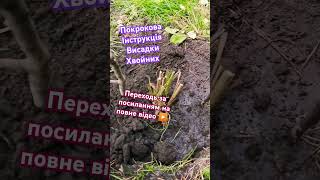 ПІДПИШИСЬ SUBSCRIBE ПОКРОКОВА інструкція висадки хвойних рослин#shortsvideo#youtubevideo#tiktok