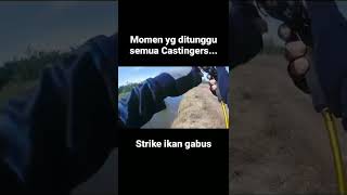 Strike ikan gabus • Casting ikan gabus.