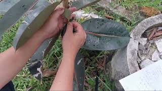 很特别的植物（黑叶橡皮树）為什麼那麼收歡迎？Rubber Plant  Leaf (ficus elastica abidjan)