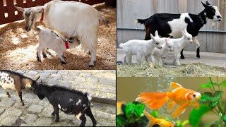 apni haweli .. faisalabad baby goats and fun with animal and fish