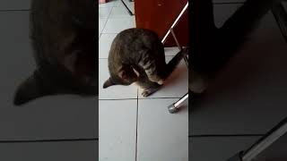 Si Bola Mulai Beraktivitas Seperti Biasa, Berjalan Mengintip Pintu Dibuka #kucing