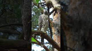 Молодой Ястреб / Young Hawk