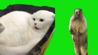 Screaming Cat vs Goat vs Groundhog Meme Chroma Key Green Screen Template