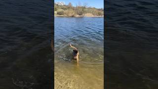 Belgian Malinois on the firat swim of the year! #belgianmalinois #dog #funny #funnydog #swimming