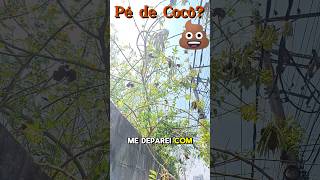 JÁ viu um PÉ DE COCÔ 💩?