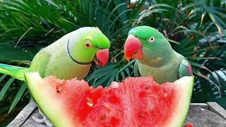 Cute Talking Parrots Eating Watermelon