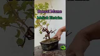 Bonsai Mame ekstrim #meliukekstrim #mameekstrim