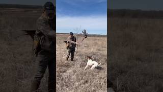 Pheasant Hunting #hunting #birdhunting #shorts