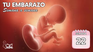 ❤️ Semana 22 de embarazo 🤰 Síntomas, consejos y desarrollo del bebé | El embarazo semana a semana