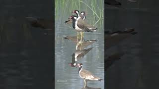 Beautiful Birds #lapwing #birds #watch #love #look #beauty #view #views #shorts #ytshorts #birding