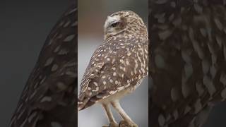 Most Interested Facts OWL #owl #facts #wildanimal #wildlife #animals #nature