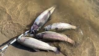 Santa Ana River lakes..sabado de pesca de truchas casi agarro mi limite y una carnita azada