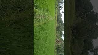 Paddy field more green 💚#paddyfields #greenery #shorts