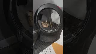 My cat is broken 🤣 My cat naps in the litter box #litterrobot #funnycats #kittens