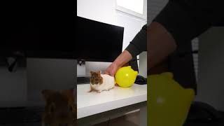 Guinea Pig Blows Balloons #meme