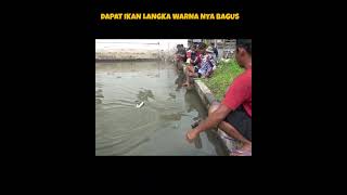 BORONGAN MANCING DAPAT IKAN CANTIK WARNA NYA MENARIK #fishing #mancingborongan#shorts