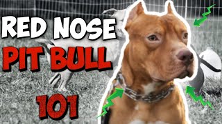 How to know if you have a REAL Red Nose Pit bull!