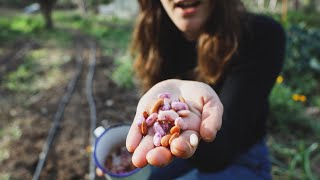 Tengo mucho que aprender... - Siembra de judías y semillero de tomates y maíz