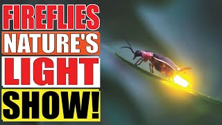 The Secret World of Fireflies - Nature's Magical Light Show!