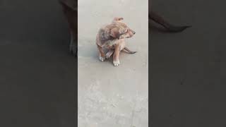 doggy 🐶🐶🐶🐶 🤣🤣🤣😅 #funnyvideo