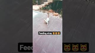 feeding stray cat😽😻😻 #shorts #cat #hungrycat #youtubeshorts