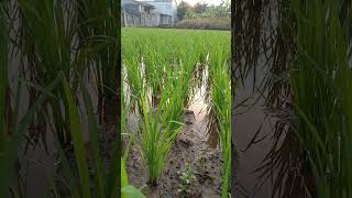 SAWAH EMBUN PAGI @faviansakhi #pagi