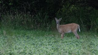 Small Buck in Summer Velvet with Lightning Bugs and Birdsong