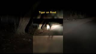 Tiger On Road #ranthambhorenationalpark #ranthambhoretigerreserve #ranthambore #tiger