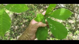 mata fechada toda tipo de plantas deixe seu like aí