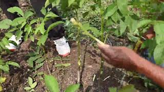 Chip budding technique for walnut propagation