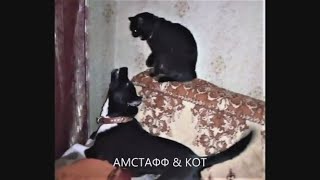 АМСТАФФ И КОТ