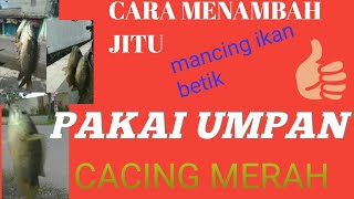 CARA MENAMBAH JITU MEMANCING IKAN BETIK DAN SEPAT UMPAN CACING MERAH