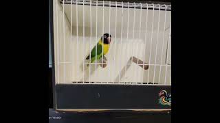 Cantiknya Lovebird Green Personatus