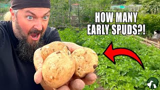 🥔 Early Potato Harvest 🥔| Allotment Gardening For Beginners