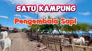 Kampung merak yang tersembunyi diSitubondo jawa timur Satu kampung pengembala sapi semua | dji drone