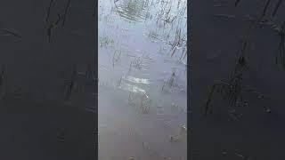 Giant Carp Spawning #shorts #subscribe #fishing #fish #stream #spring #utah #carp