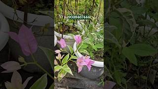 Paper flower Plants online sell kolkata market wholesale rate