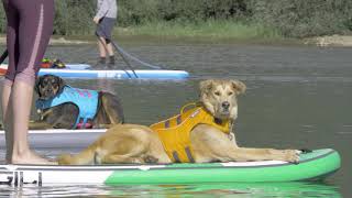 Pierson Dog Training | SUP