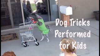 Cute Dog Trick Birthday Party